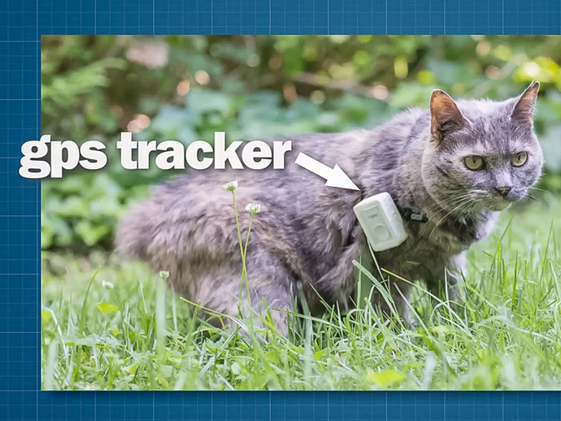 Cat wearing GPS tracker.