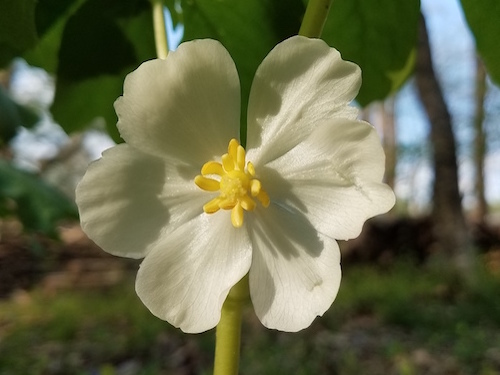 A mayapple blossom.