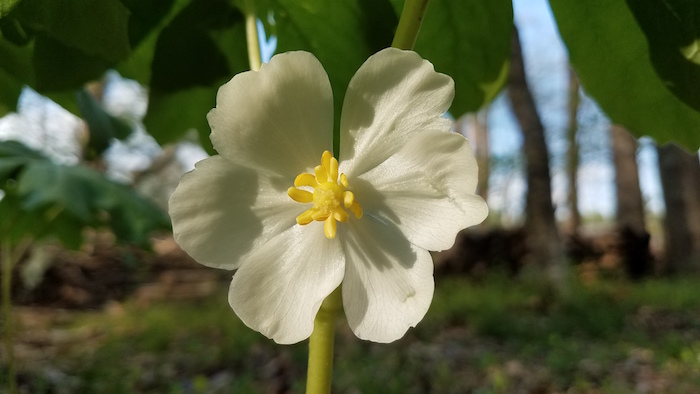 A mayapple bloom.