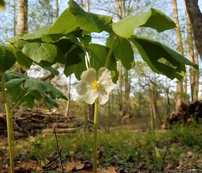 Another Mayapple bloom.