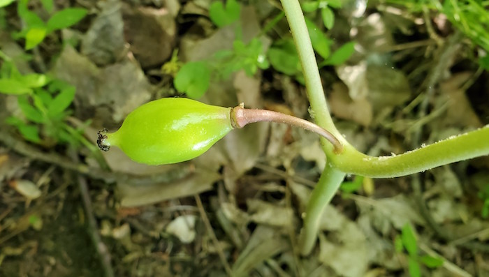 A mayapple fruit.