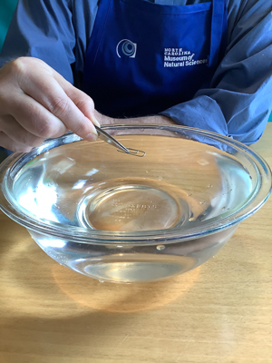 Carefully placing a paperclip on the surface of the water using tweezers.