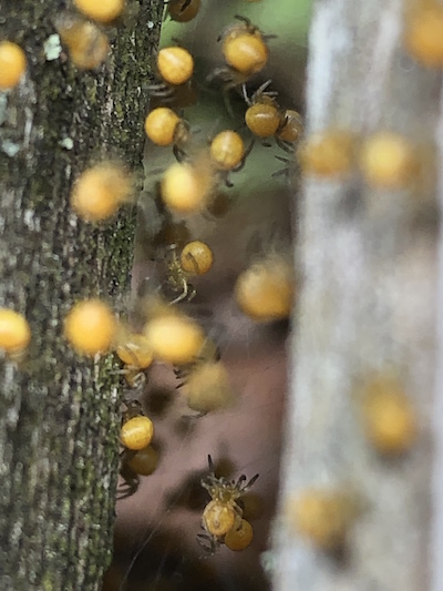 A closeup of the baby spiders.