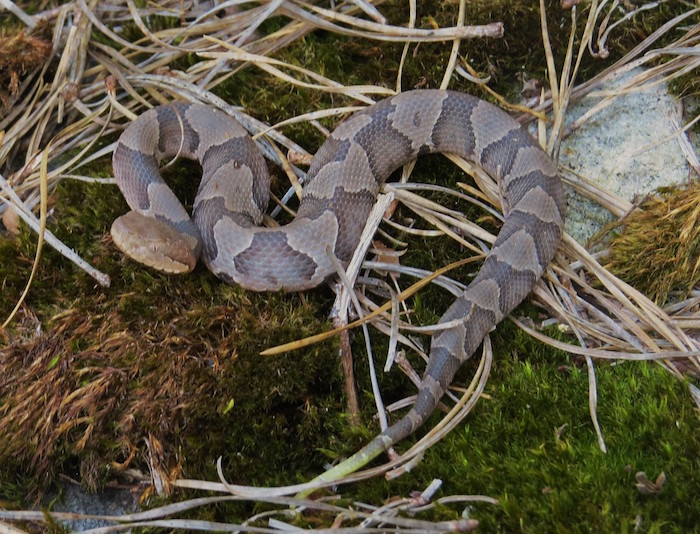 A copperhead lies in the brush.