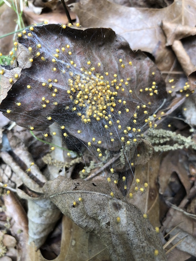 A cluster of tiny spiders in a web.