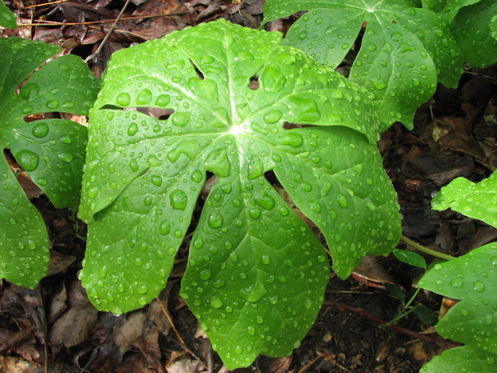 Mayapple leaves.