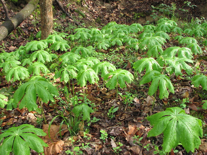 A mayapple patch.