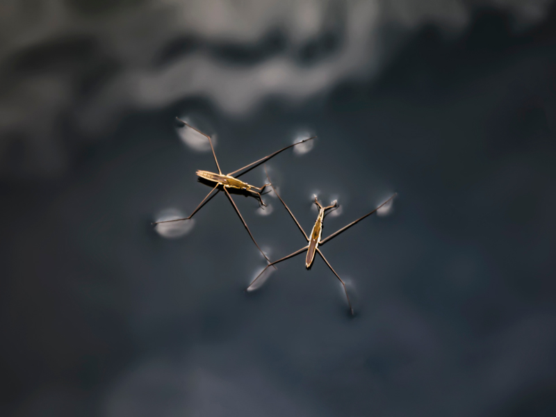 Water striders on water surface. Photo by hao wang on Unsplash.