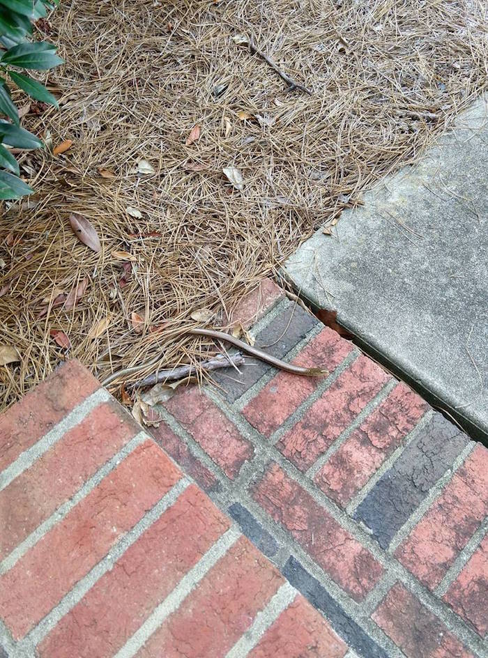 A glass lizard slithers on brick steps.