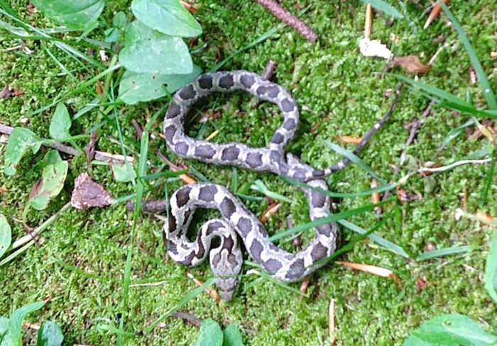 A submitted photo of a ratsnake.