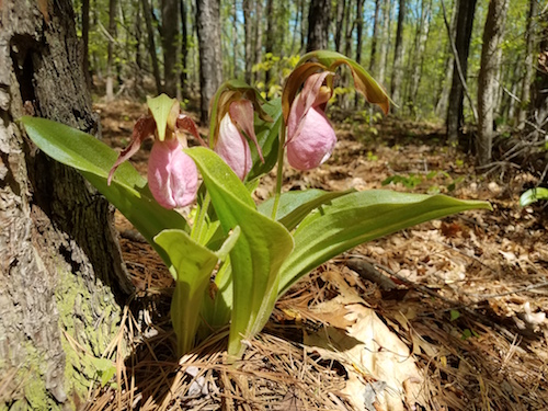 Pink lady's slippers sit above the forest floor.