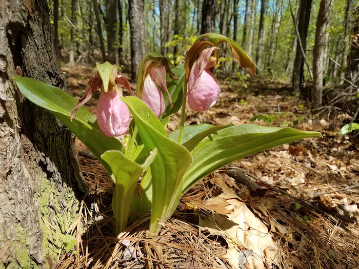 A flower hands above the earth.