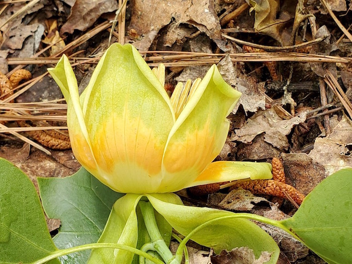 The petals of a tulip tree flower.