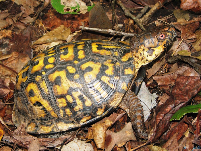 A turtle with a spotted shell crawls amongst dead leaves on the ground.