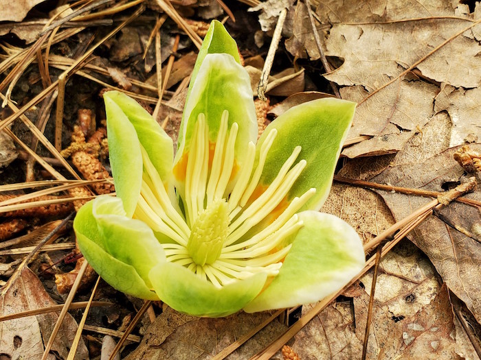 Inside view of the flower.