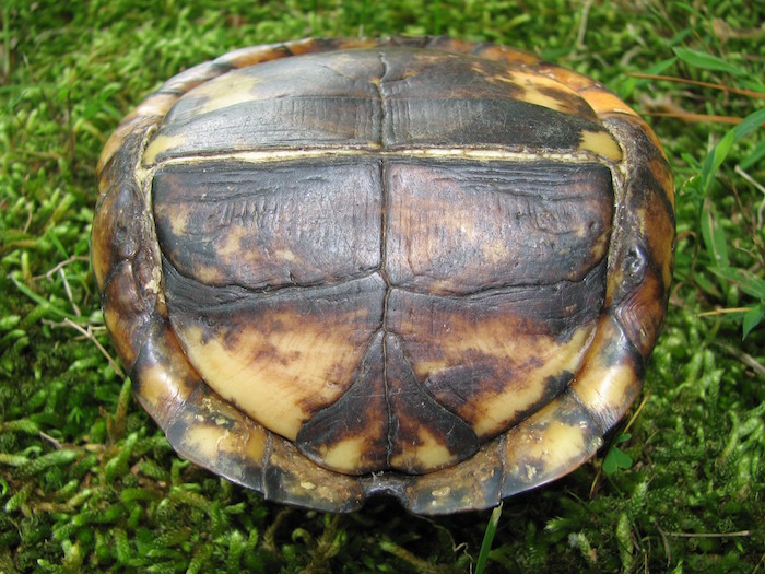 A closed box turtle shell upside down.