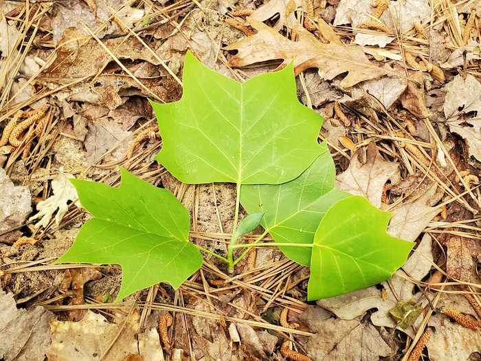 Leaves of a tulip tree.