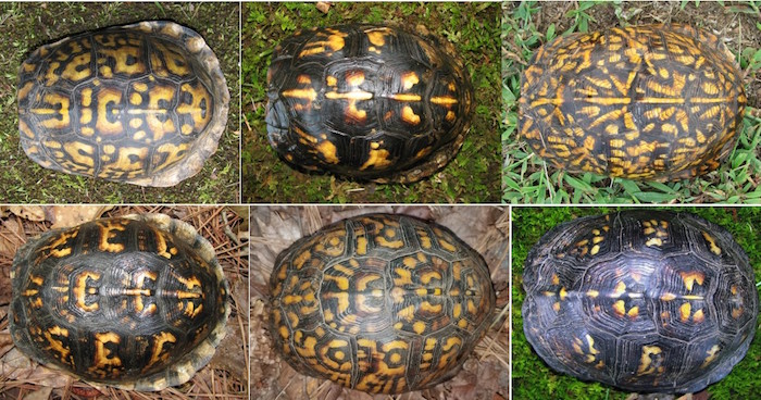 Shell patterns of different turtles.