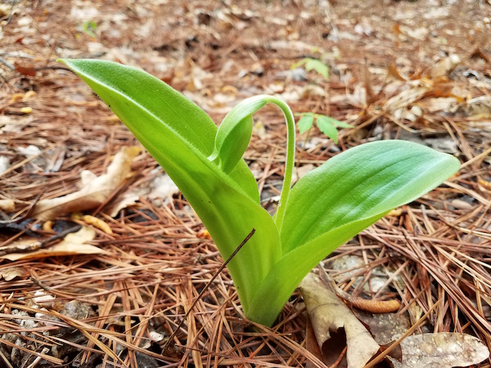 Spring emergence of pink lady’s slippers