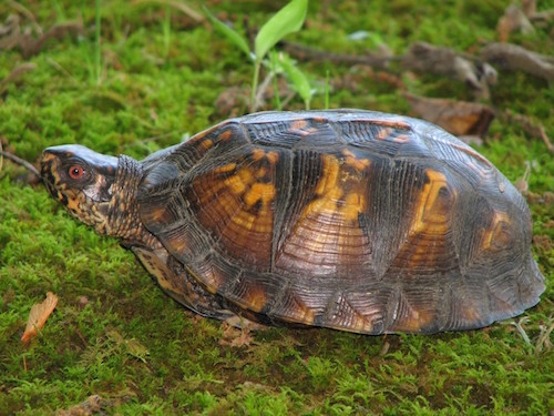 A box turtle crawls around in the grass.