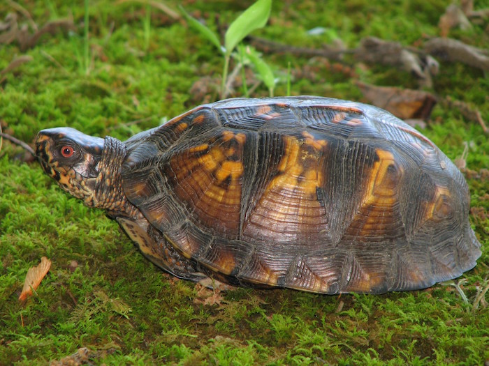 Eastern box turtle sits in grass.