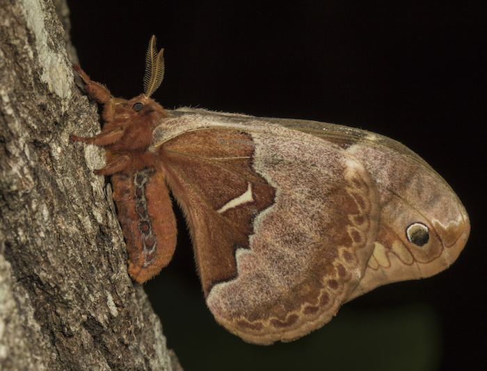 Tulip tree silk moth