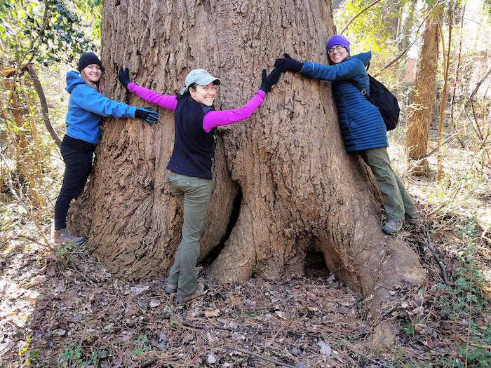 Several people hug a tulip tree.