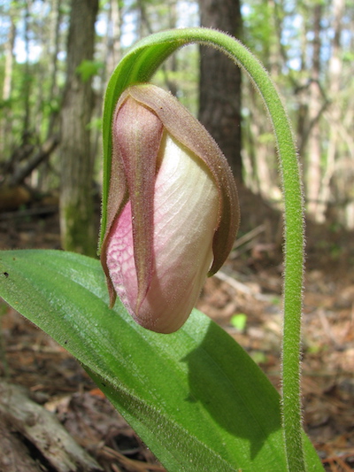 Young developing flowers transition from a light green to pink as they mature