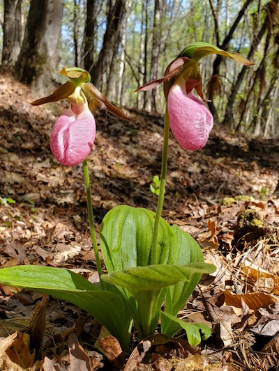 Nature Now! Dance of the Pink Lady's Slippers