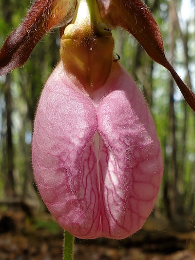 Nature Now Dance Of The Pink Ladys Slippers Programs And Events