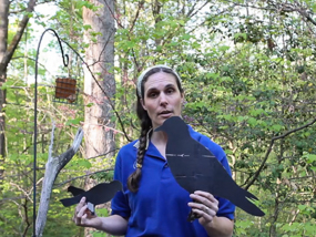 Bird Observations