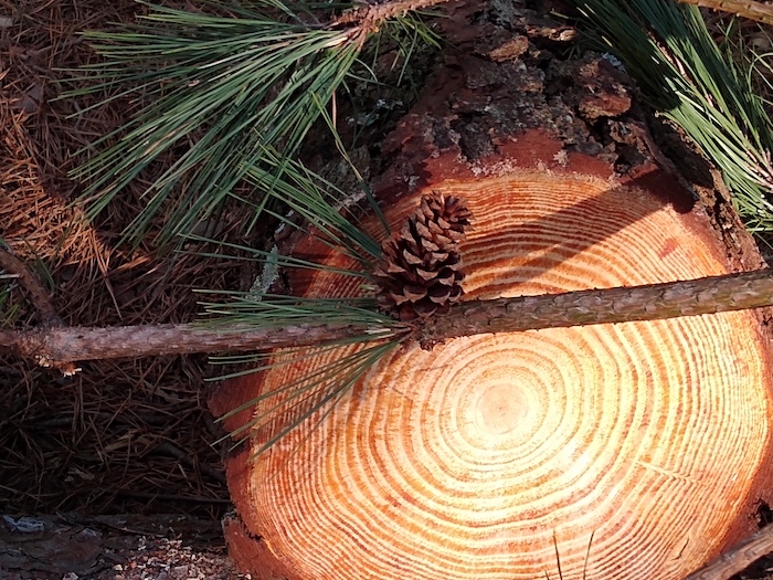 A pinecone hangs above a sliced tree.