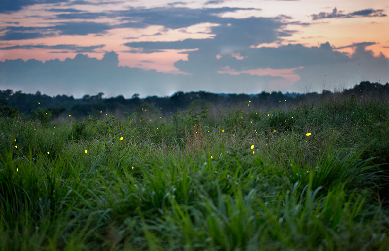 Fireflies at Prairie Ridge