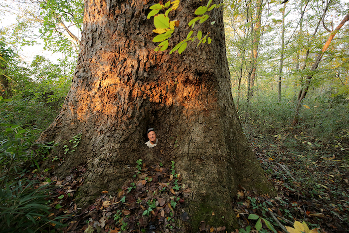 A man peeks out from inside of a tree trunk.