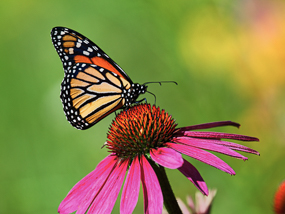 Monarch butterfly on a flower