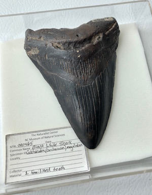 A large black tooth sits in a glass case.