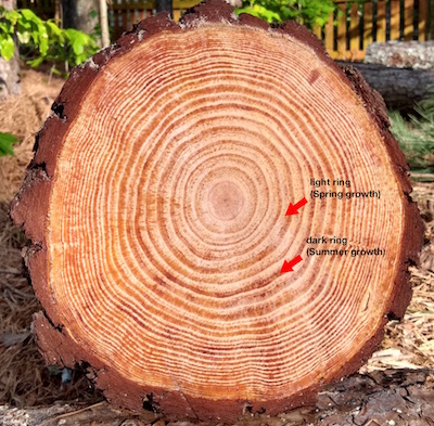 Science At Home Tree Rings Programs And Events Calendar