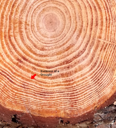 Country Scientist — How to Study Tree Rings - Make: