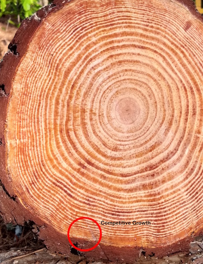 years with tree rings