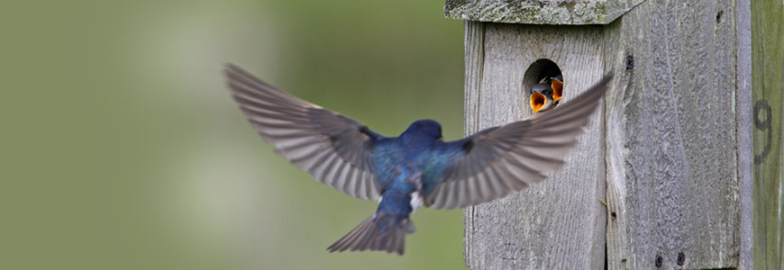 Learn at home! (Tree Swallow (Tachycineta bicolor) feeding juveniles)