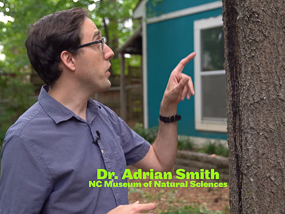 Dr. Adrian Smith and his tree ooze