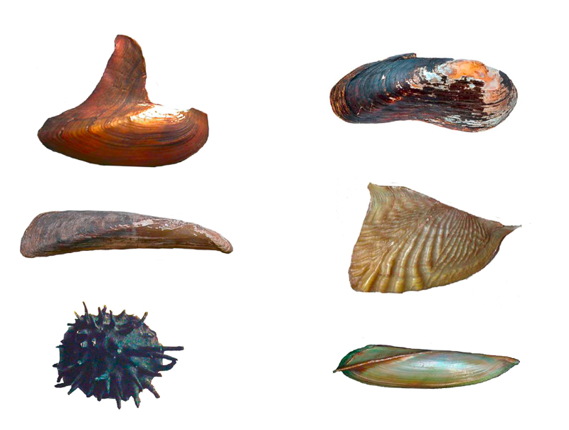 Freshwater mussels from around the world.
