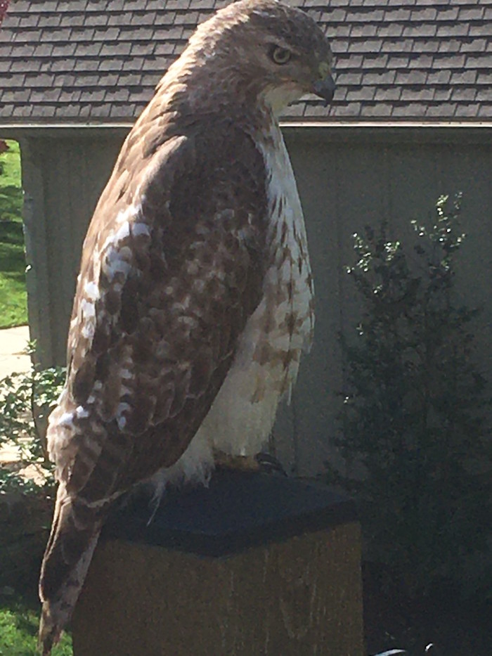 A red-tailed hawk sits on a fence.