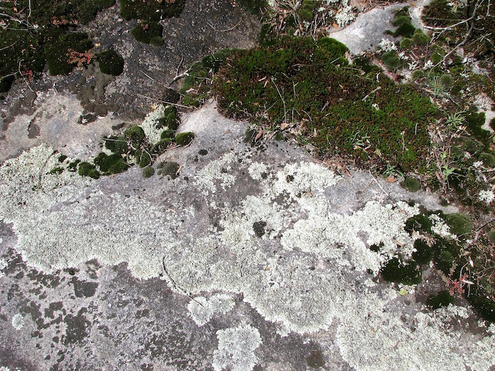 A closeup of lichen and moss cover granite. 