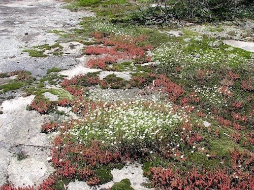A myriad of different mosses and plants cover a granite ground.