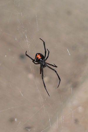 A female black widow.