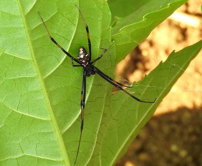 A male black widow.