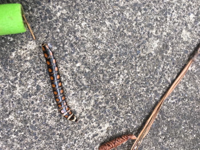 An insect with spots crawls along a concrete fround.