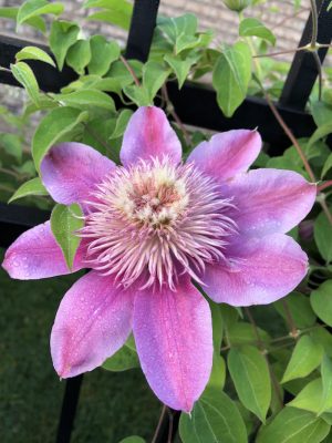 A pink flower with 8 petals.