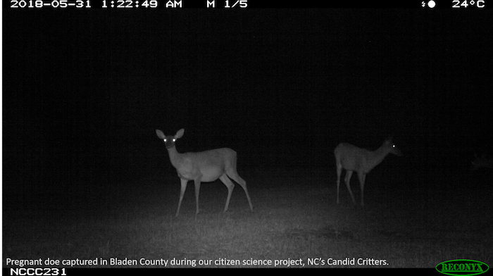 A camera trap photo. A deer stares into the camera.